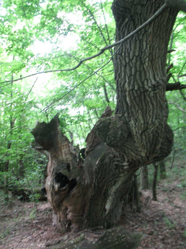 Остатки 600-летнего дуба