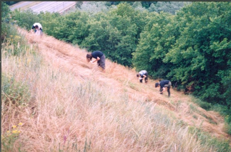 Replanting of Stipa capillata