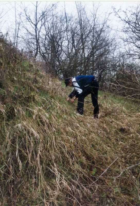 Replanting of Stipa capillata