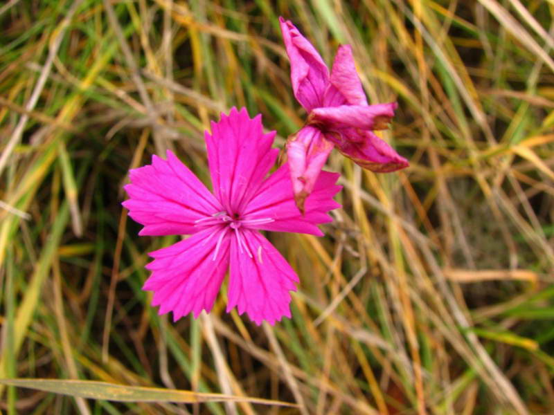 Гвоздика перетинчаста (Dianthus…