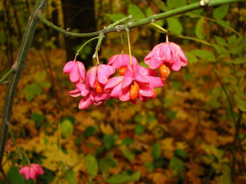 Бруслина європейька (Euonymus europea),