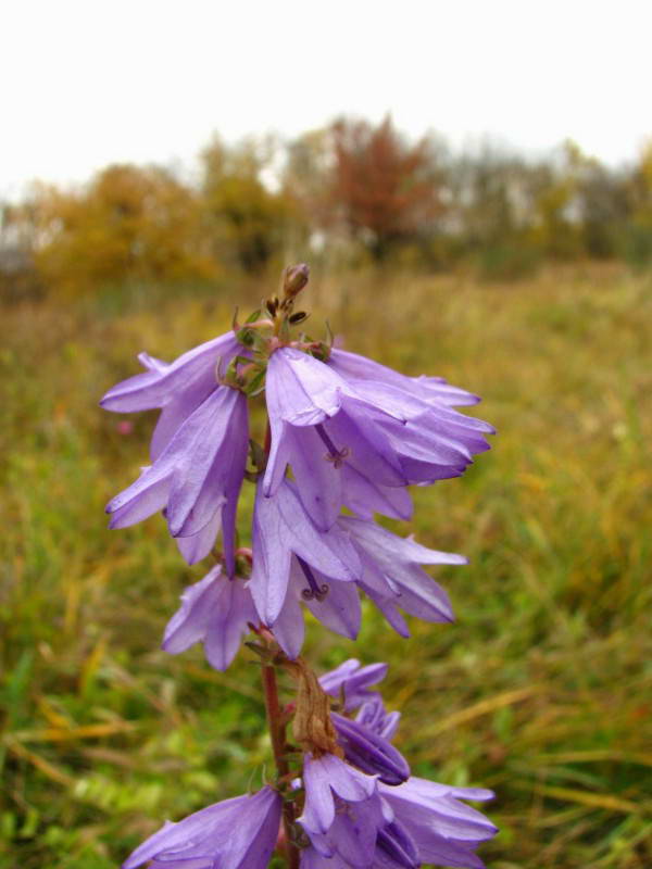 Дзвоники кропиволисті (Campanula…