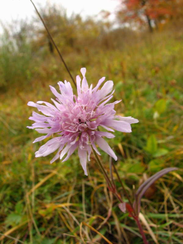 Свербіжниця польова (Knautia arvensis)