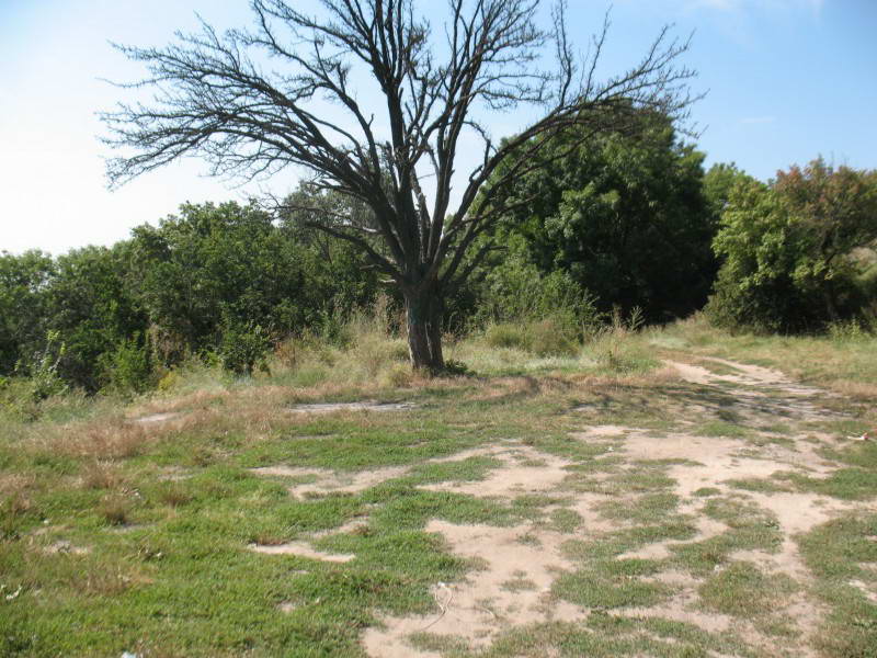 Груша (Pyrus communis), так звана…