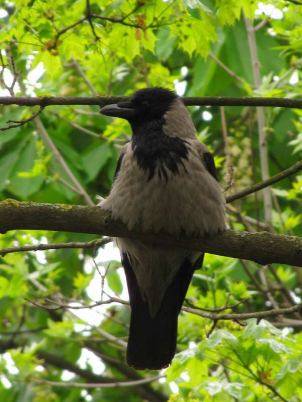 Ворона (гава) сіра (Corvus corone)