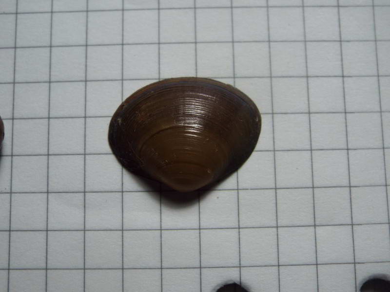Кулька рогова (Sphaerium corneum)