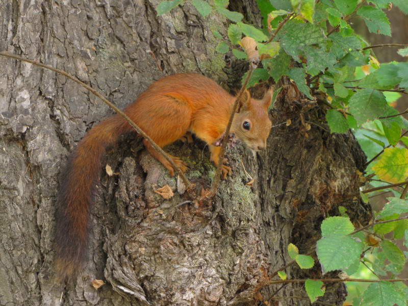 Білка (вівірка) (Sciurus vulgaris)