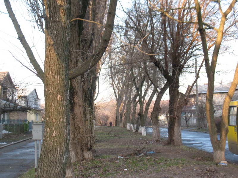 Бульвар з тополь, селище Жовтневе