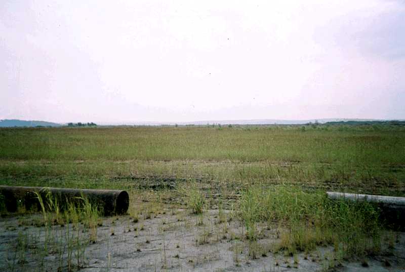 25. Natural growth of meadow near…