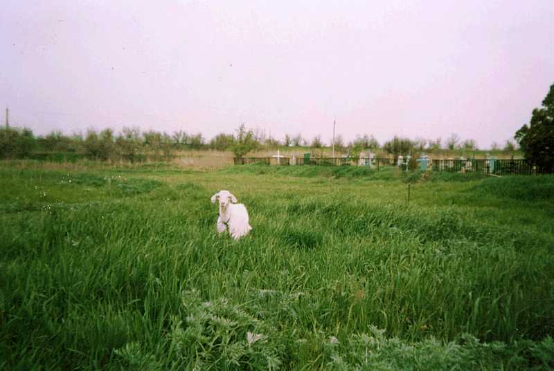 36. Fragment of Cossack fortress rampart